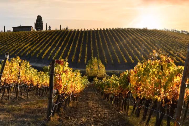 Tuscany Wine Tours & Food Experiences | ToursXplorer
