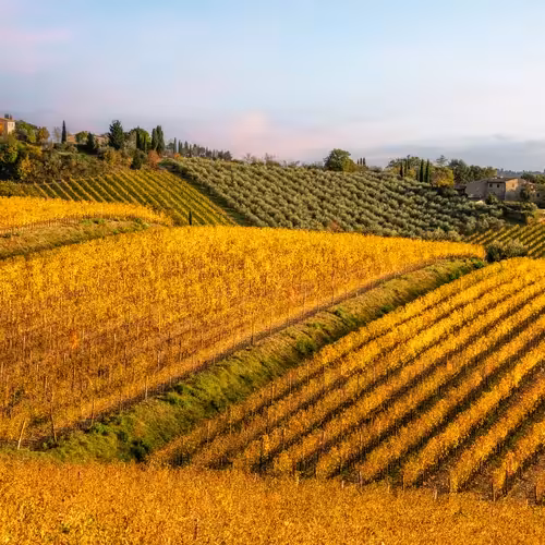 Vignobles d'automne et oliveraies au pied des fermes en pierre des collines du Chianti