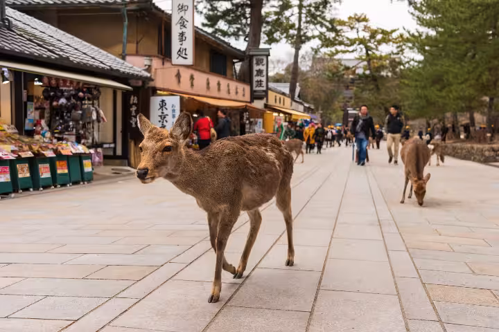 Nara Tours: Best Cultural Day Trips | ToursXplorer