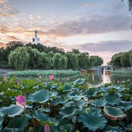 Vista panorâmica de flores de lótus e barcos tradicionais no lago do Parque Beihai, em Pequim, China.
