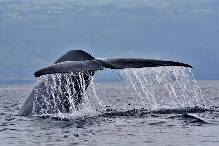 Azores Blue Whales: When & Where to See Them | ToursXplorer