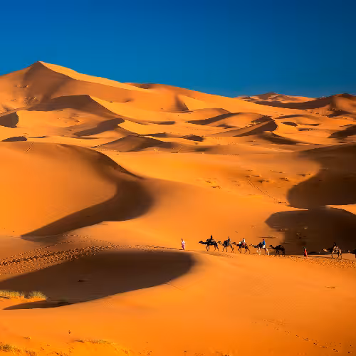 Camel caravan trekking across golden Sahara sand dunes near Errachidia in the Drâa-Tafilalet region of Morocco at sunset
