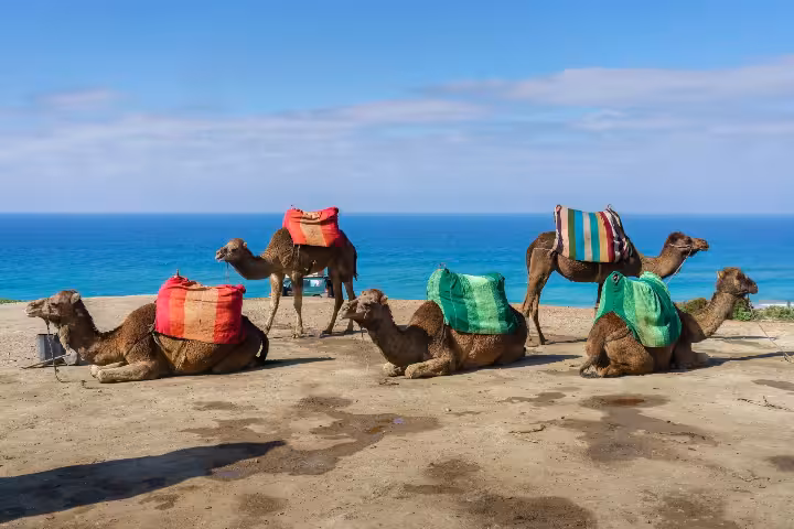 Tangier Tours: Best Guided Day Trips | ToursXplorer