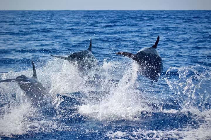 Algarve Dolphin Tours: Best Spots, Seasons & Tips 2026 | ToursXplorer