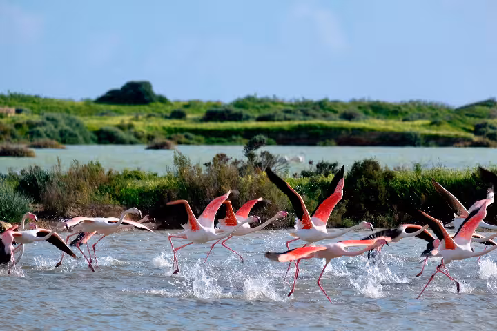 A flock of vibrant pink flamingos taking flight from a shimmering wetland lagoon during an Algarve birdwatching and wildlife tour in southern Portugal, showcasing the region's rich biodiversity and natural habitats perfect for eco-tourism in 2026.