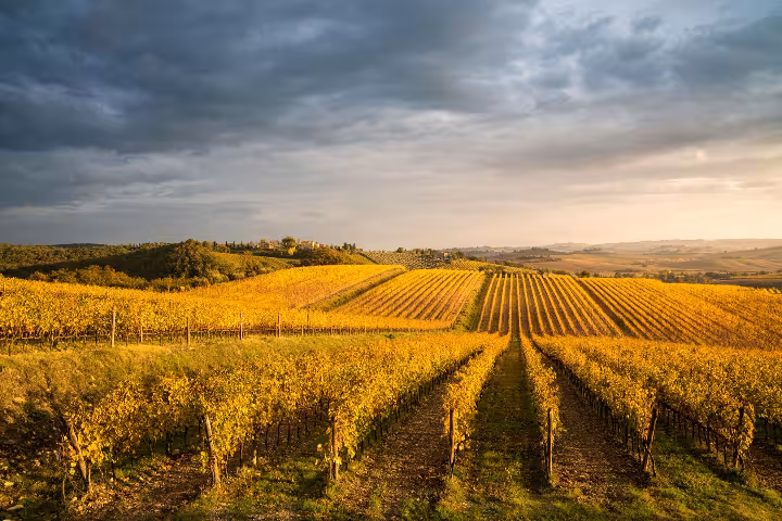 Tuscany Wine Tours & Food Experiences | ToursXplorer