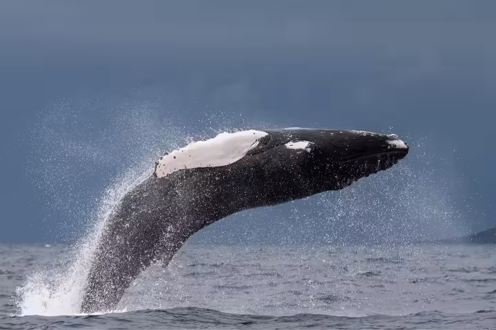 Best Time to See Whales in the Azores | ToursXplorer