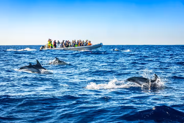 Whale Watching Azores: Honest 2026 Guide | ToursXplorer