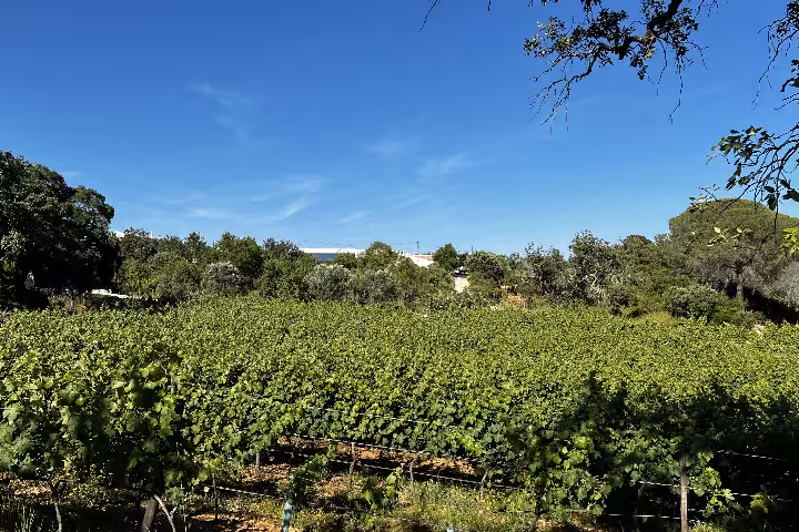 Wine Tasting Algarve: Food & Wine Pairing Guide | ToursXplorer