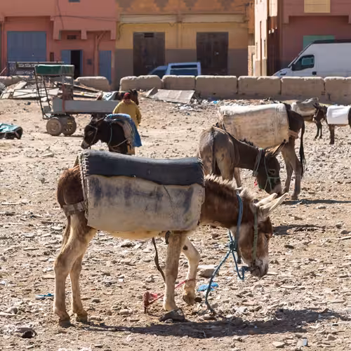 Burros de carga descansando en el mercado de Rissani, en los límites del desierto del Sahara, en Drâa-Tafilalet, Marruecos, una experiencia local imperdible cerca de Erg Chebbi y Merzouga.