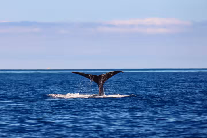 Whale Watching Ponta Delgada: Choose the Right Operator | ToursXplorer