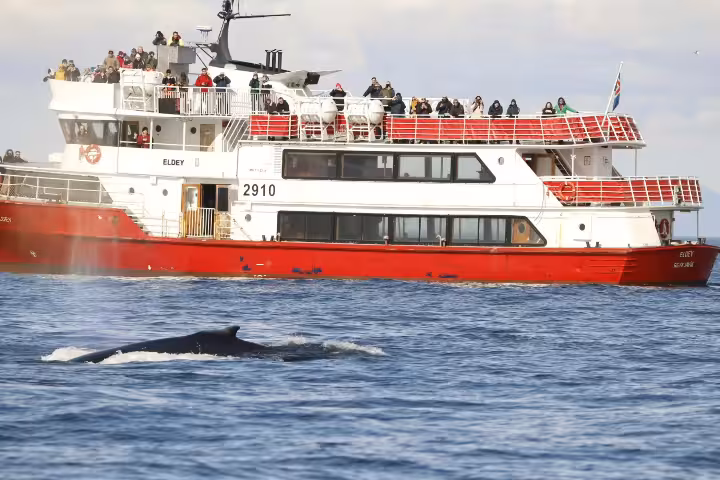 A whale surfacing near the Eldey whale watching boat in Reykjavík, Iceland, offering an unforgettable wildlife experience combining whale watching with Viðey Island or puffin tours.