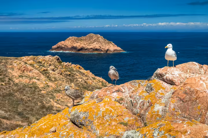 Seagulls perched on rocky cliffs of Berlenga Island Nature Reserve with a stunning view of the deep blue Atlantic Ocean and a small rocky islet in the background, perfect for boat tours and wildlife exploration in Portugal.