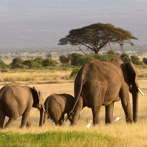 Kenya - Tours