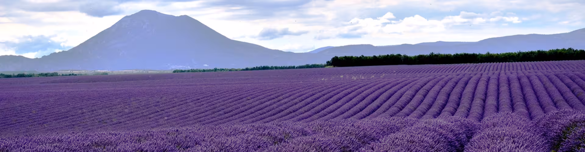 Vast lavender fields near Manosque in Provence, France, with rolling purple rows and mountain views at sunset, ideal for a scenic getaway and outdoor photography