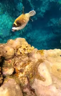 Cuttlefish swimming near coral reef during snorkeling at Sataya Reef