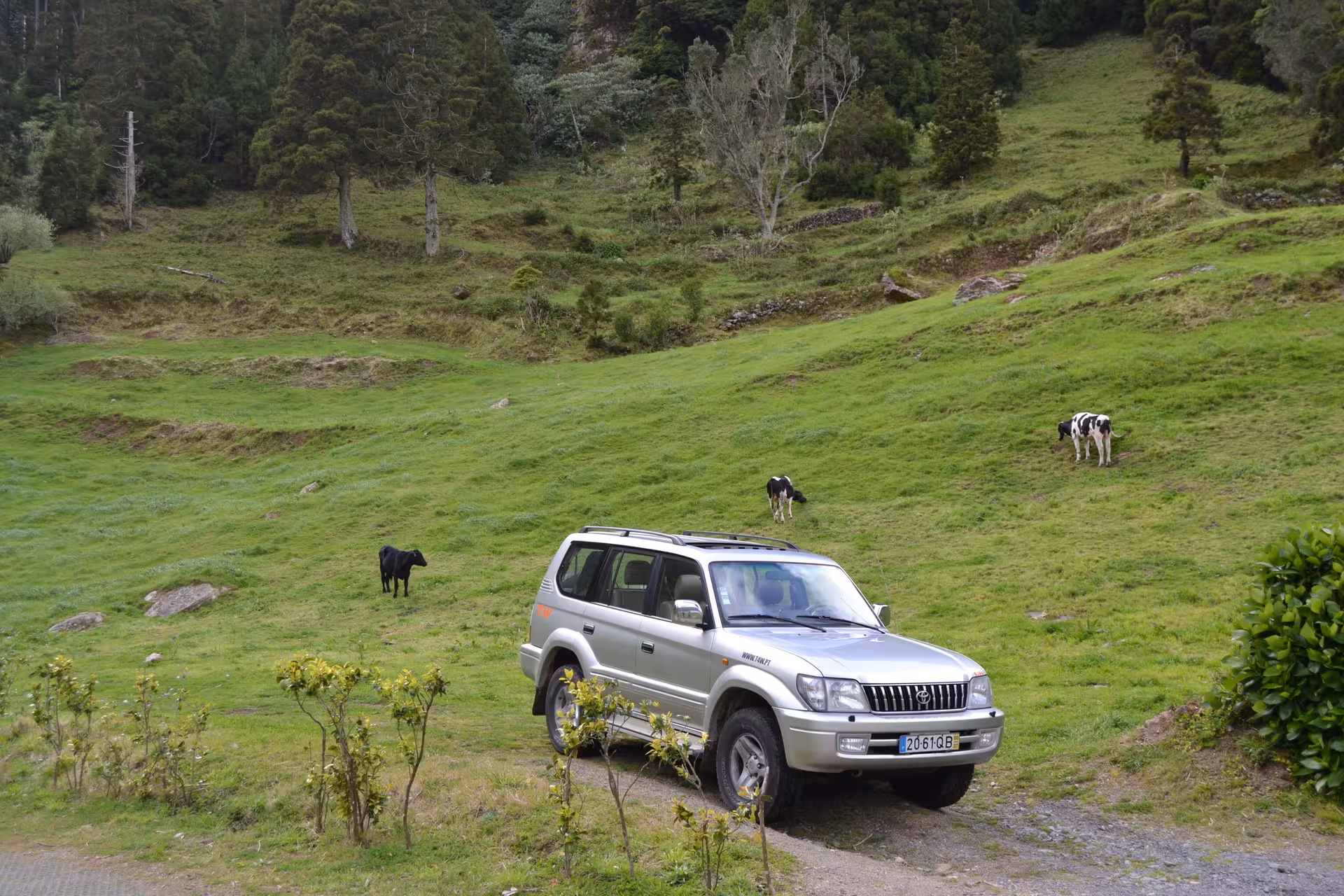 4x4 jeep parked on a lush green hillside with grazing cows during a Half-Day Private Seven Cities off-road tour in the Azores