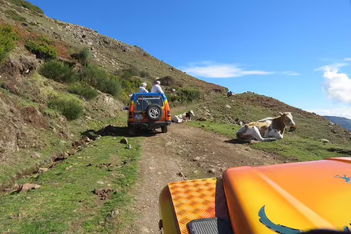 4x4 vehicles navigating a scenic mountain trail past grazing cows on the West volcanic pools & UNESCO tour.