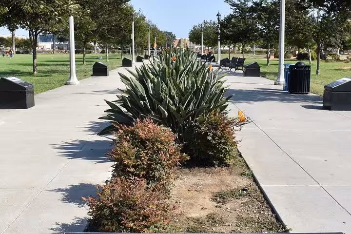 Scenic tree-lined walkway with native plants at Liberty Station San Diego perfect for a self-guided walking tour