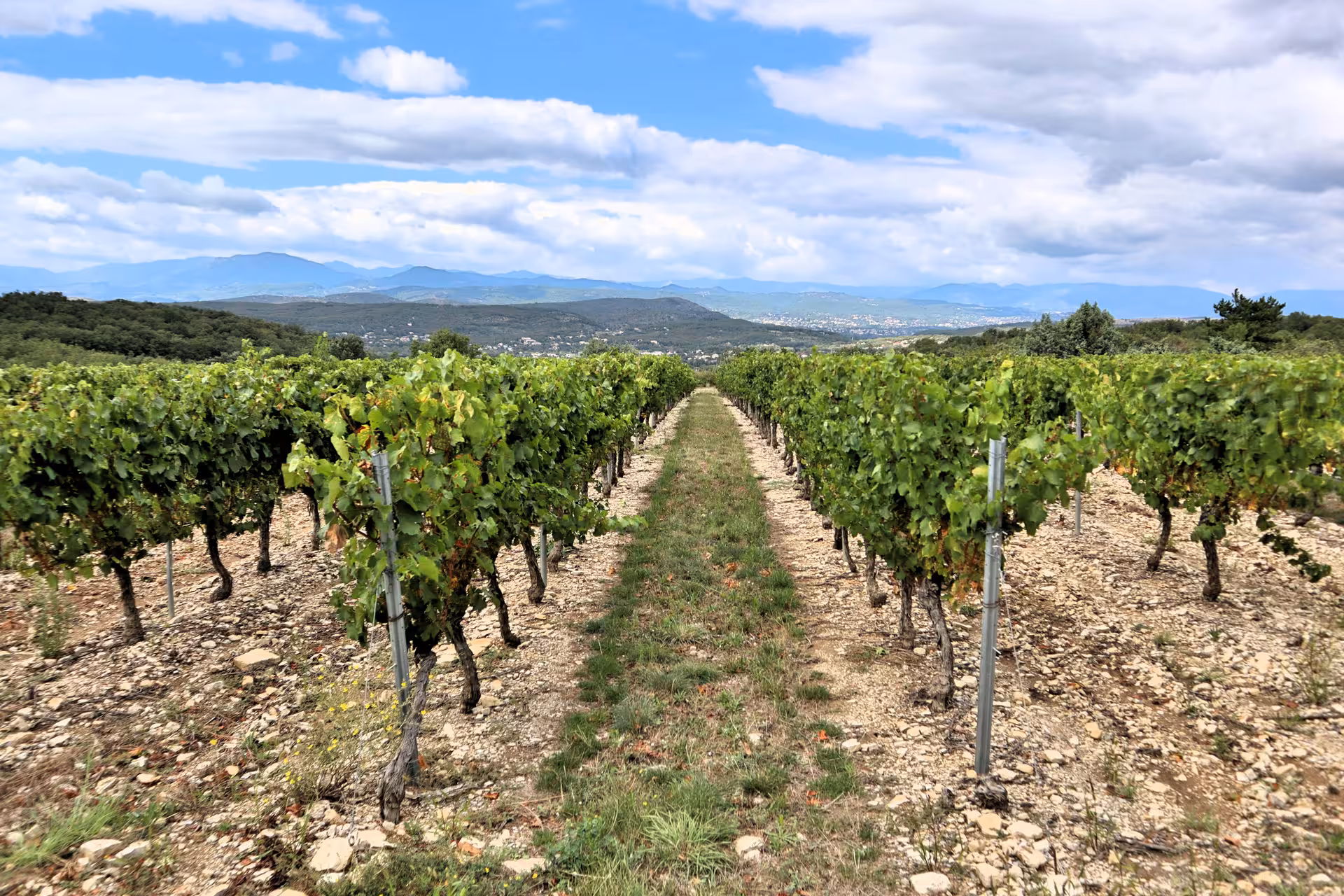 Lush vineyard rows with mountain backdrop near Nafplio on a private Mycenae full-day tour with wine tasting