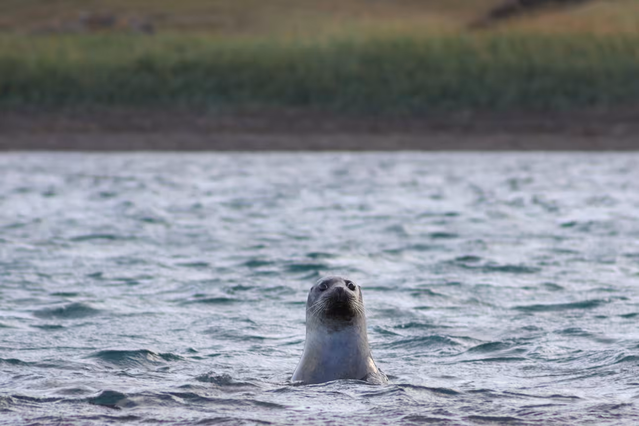 Harbor seals resting on a dark sandy beach in North Iceland with dramatic blue mountains behind