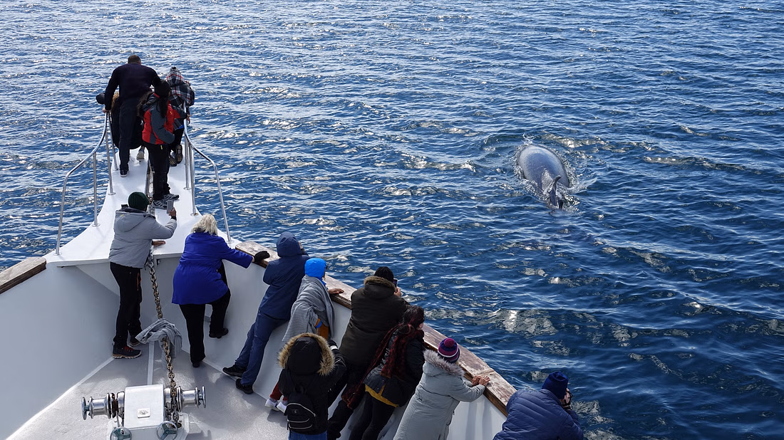 People on board a yacht looking over at whales in the sea