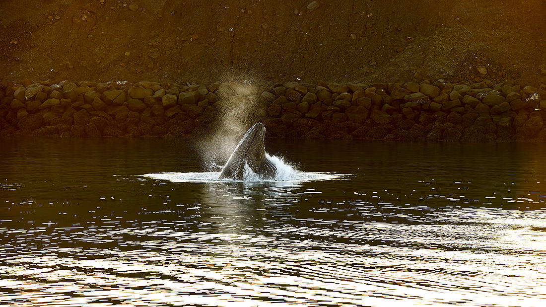 A whale poking its head out of the sea water 