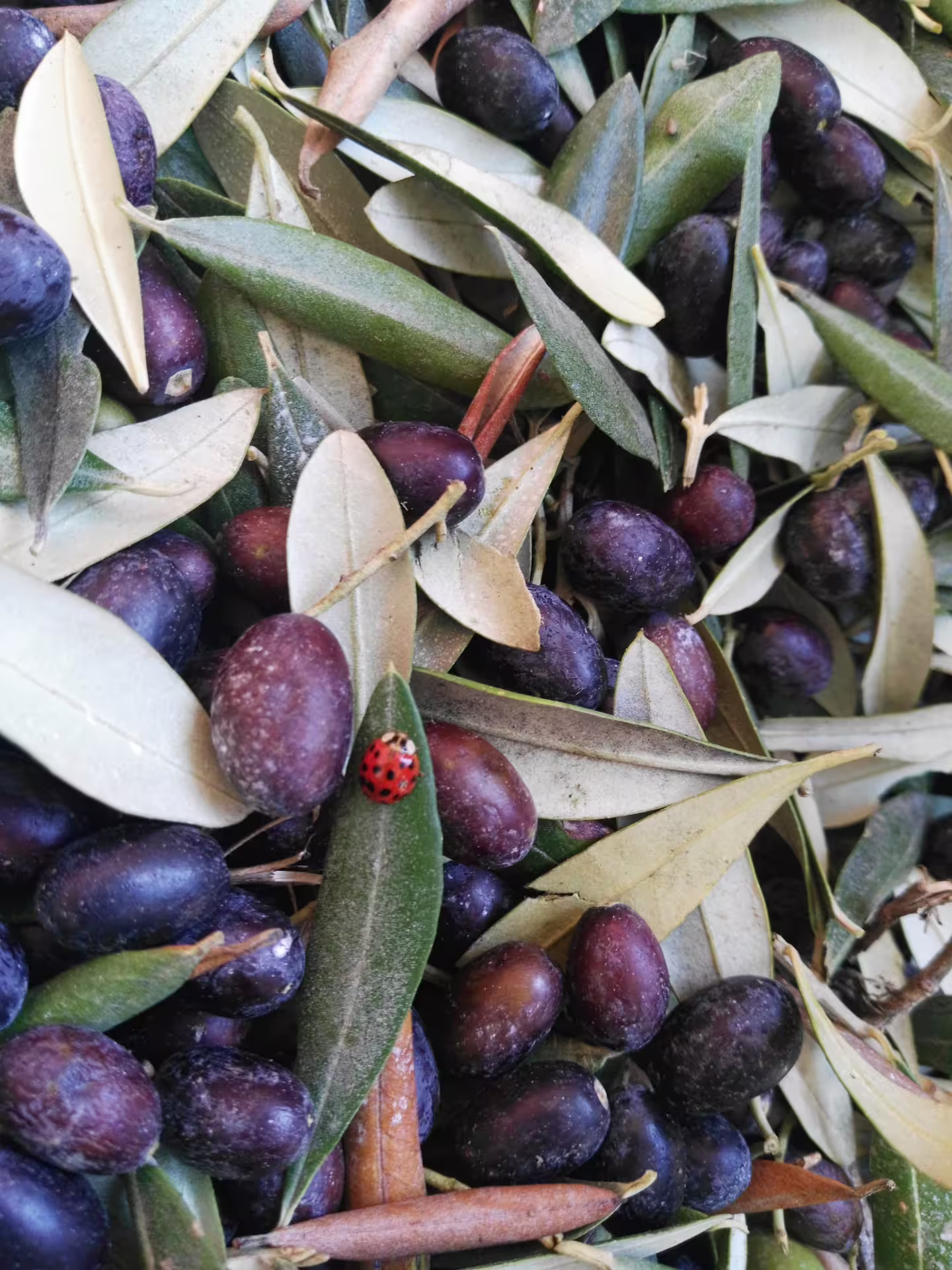 Close-up of freshly harvested Abruzzo olives and leaves, showcasing local groves for an extra virgin olive oil tasting