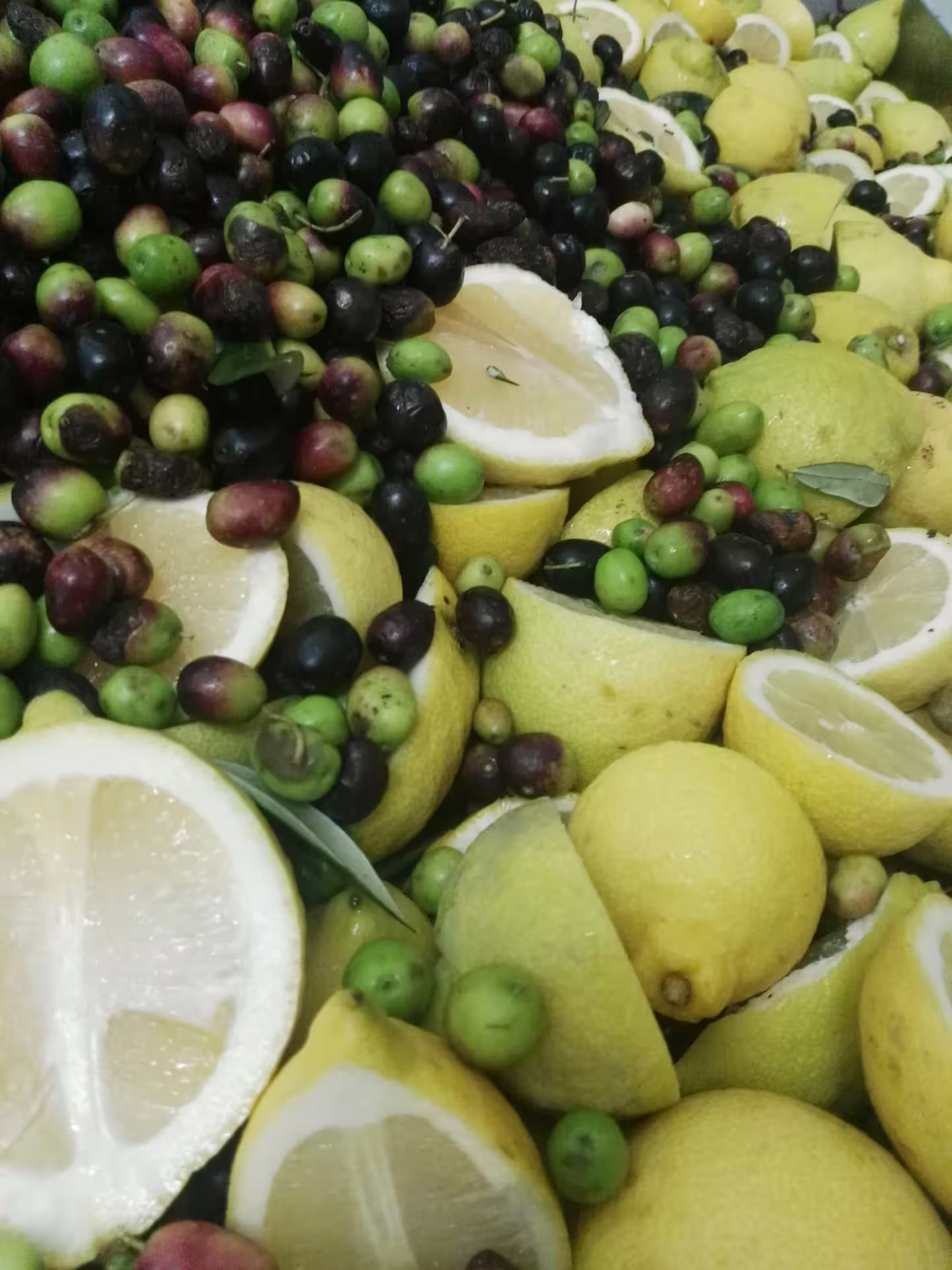 Fresh Abruzzo olives and sliced lemons ready for cold pressing, part of an extra virgin olive oil tasting