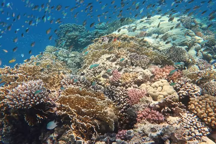 Colorful coral reef and tropical fish at Abu Dabab Bay, ideal snorkeling on a semi-private trip from Hurghada