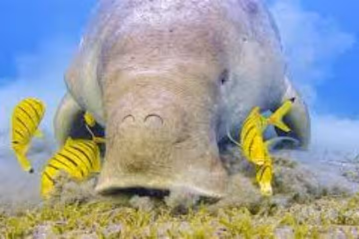 Close-up dugong feeding on seagrass with reef fish at Abu Dabab, a top Red Sea snorkeling day trip from Hurghada
