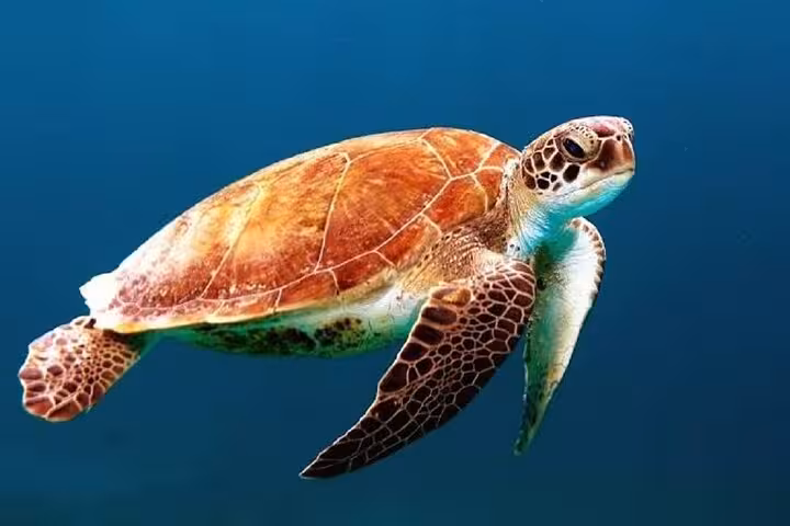 Sea turtle swimming in clear Red Sea water at Abu Dabab, semi-private Hurghada day trip with tickets and lunch