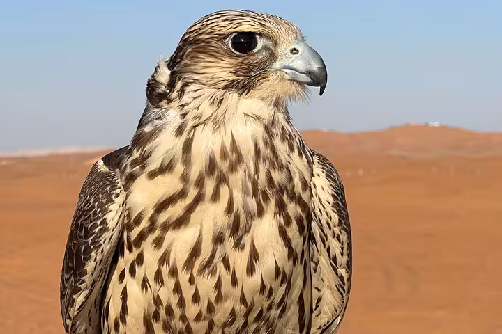 Close-up of a majestic falcon at Abu Dhabi desert safari showcasing traditional Emirati falconry experience