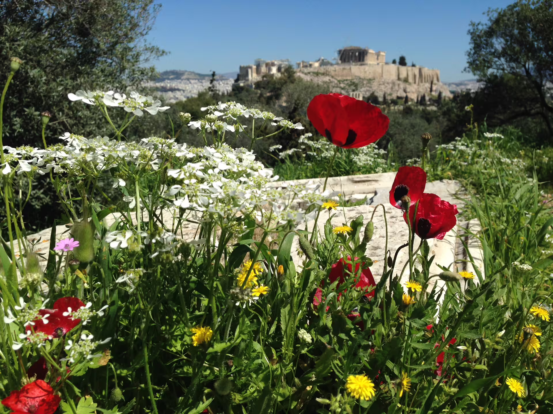 Spring wildflowers with Acropolis hill view, ideal photo stop on a private Athens city center and Acropolis guided tour