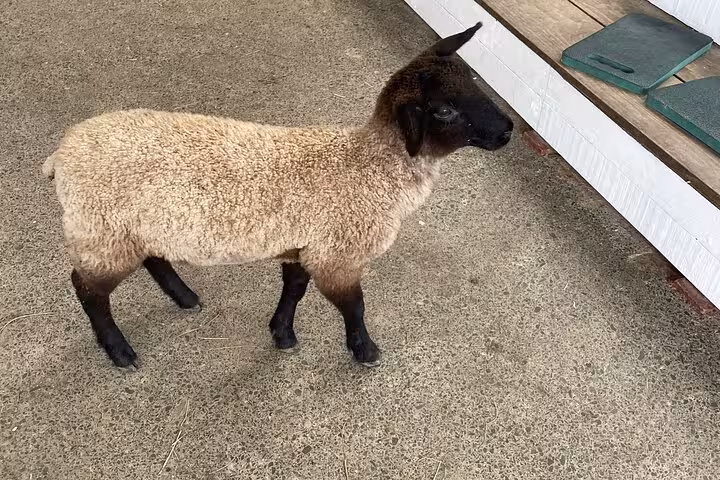 Adorable lamb on display at Sheep World Country Tour, a must-see attraction from Auckland.