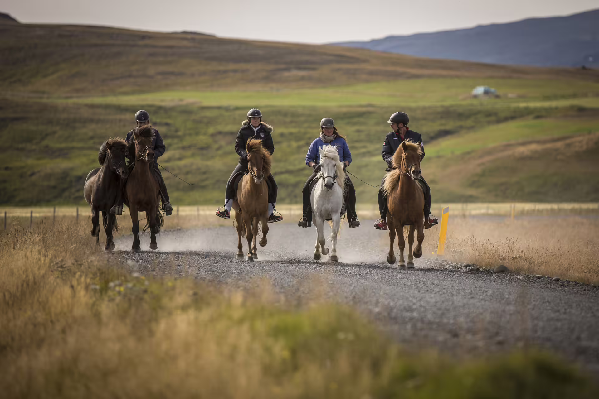 Four riders on Icelandic horses trotting along a gravel path through green Icelandic highlands