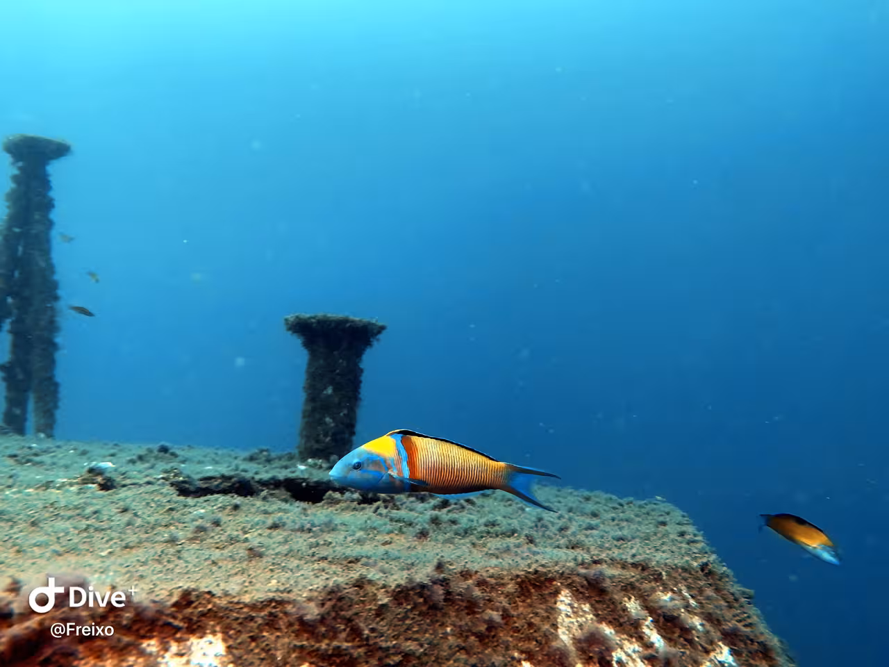 Colorful reef fish swimming over a sunken shipwreck, ideal advanced scuba diving site with deep blue visibility