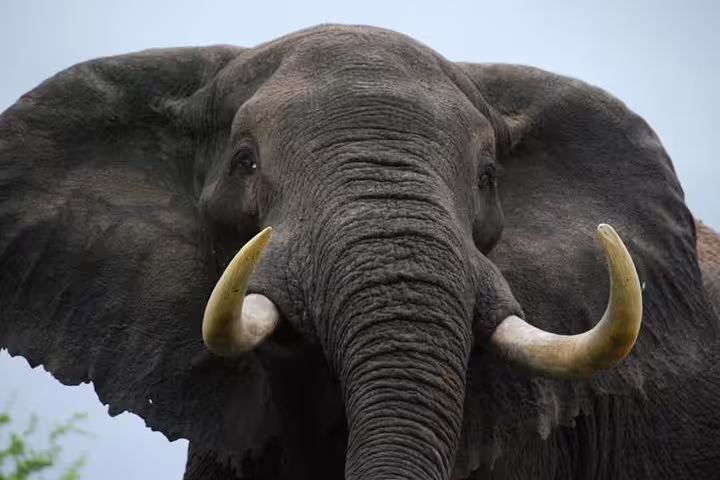View African Elephants on tour