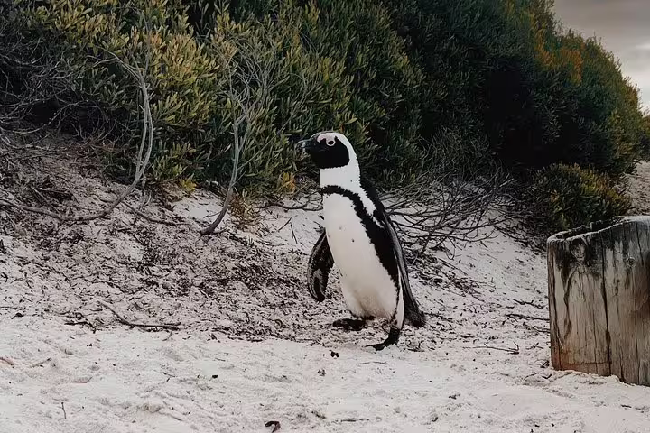 An African penguin strolls along the sandy shores of Boulders Beach, Cape Town, surrounded by lush greenery.