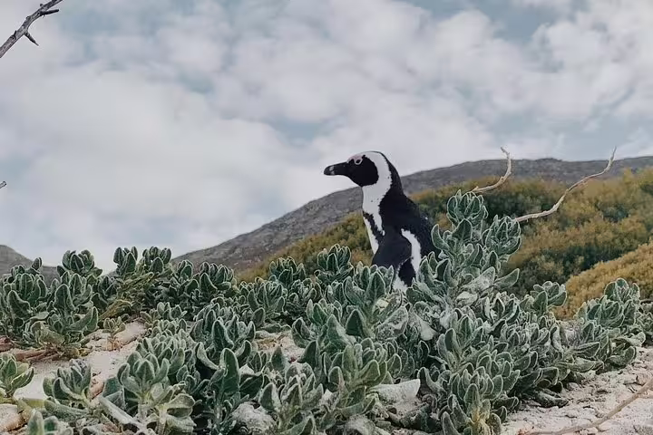African penguin stands amid lush coastal vegetation at Boulders Beach, a must-see wildlife stop in Cape Town.