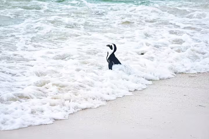 African penguin standing in frothy ocean waves at Boulders Beach on Cape of Good Hope tour from Cape Town.