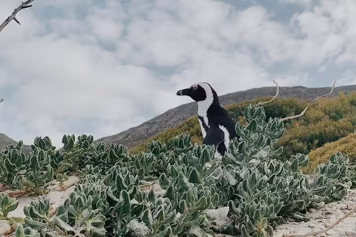 African penguin among lush greenery at Cape of Good Hope on a small group tour from Cape Town.