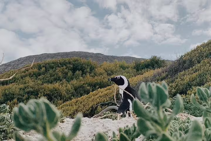 African penguin standing amidst lush greenery at the Cape of Good Hope, showcasing wildlife on a scenic tour.