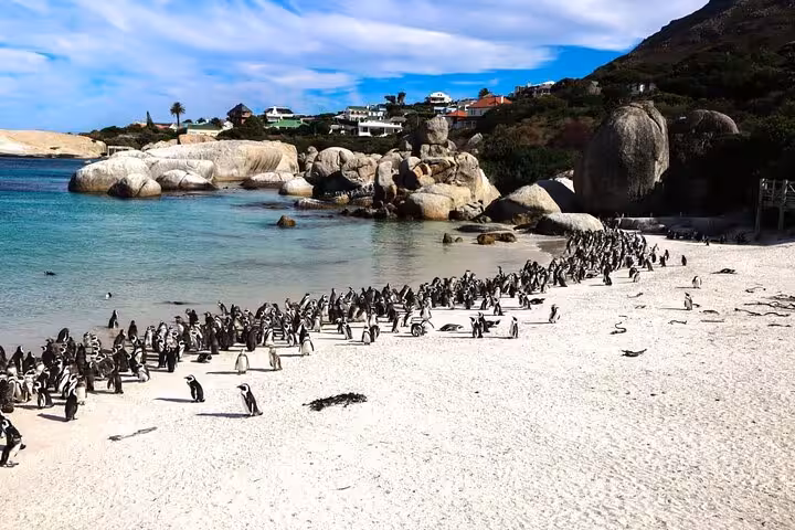 A colony of African penguins at Boulder Beach, part of the scenic Cape Town and Table Mountain tour.