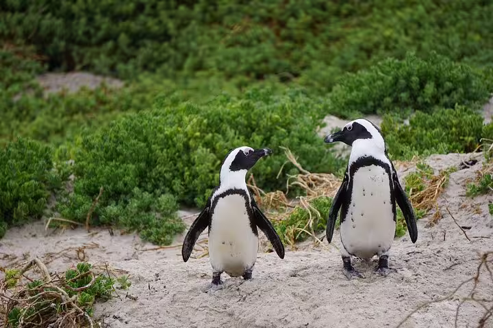 Pair of African penguins on Boulders Beach, a key attraction on the Half Day Penguins and Cape of Good Hope Tour.