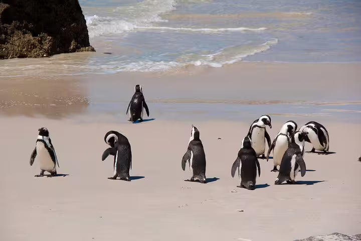 African penguins waddling on Boulders Beach, Simon’s Town stop on Cape Town Cape Peninsula day tour