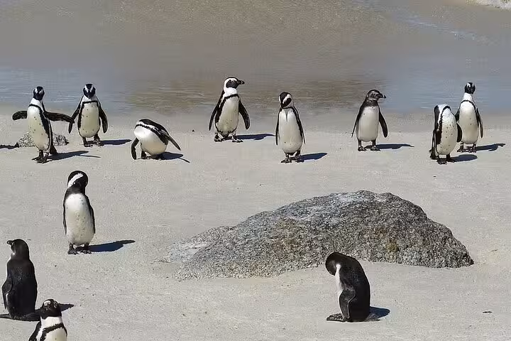 Group of African penguins on the sandy shores of Boulders Beach with a large rock in the background.