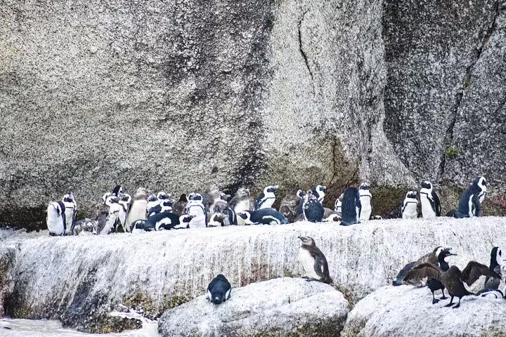 Colony of African penguins resting on rocks at Boulders Beach, a highlight of the Cape of Good Hope tour.