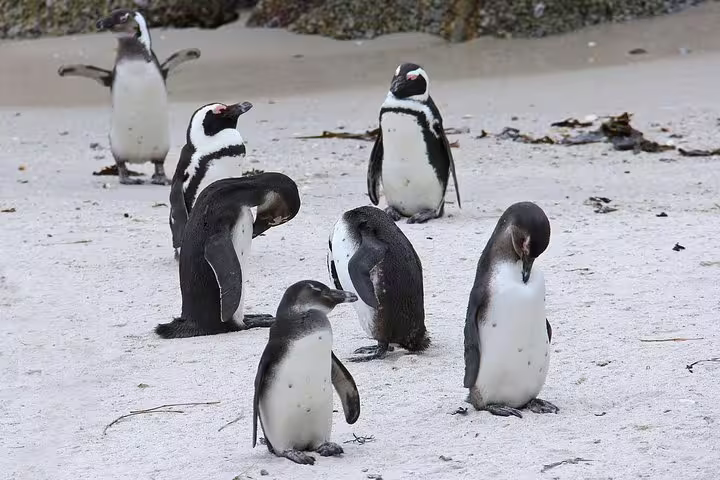 African penguins gather on Boulder's Beach during a Cape of Good Hope tour from Cape Town.