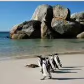 African penguins walking on Boulders Beach with large rocks and ocean backdrop near Cape Town, South Africa.